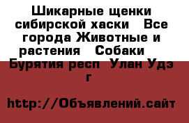 Шикарные щенки сибирской хаски - Все города Животные и растения » Собаки   . Бурятия респ.,Улан-Удэ г.